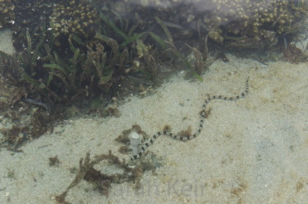 Sea snake, Pigeon Island off Kokopo