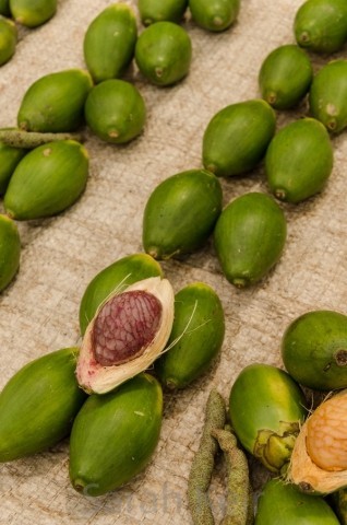 Betel nuts, Market, Raboul