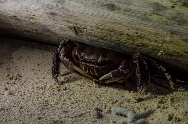 Sand crab, Pigeon Island off Kokopo