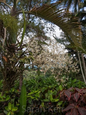 The Pine Tree Lodge, Bulolo