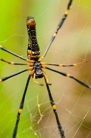 Golden Orb Web spider