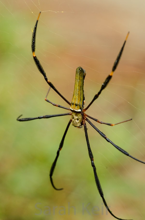 Golden Orb Web spider