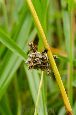 Wasps