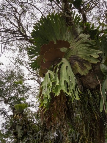 Pine Tree Lodge, Bulolo