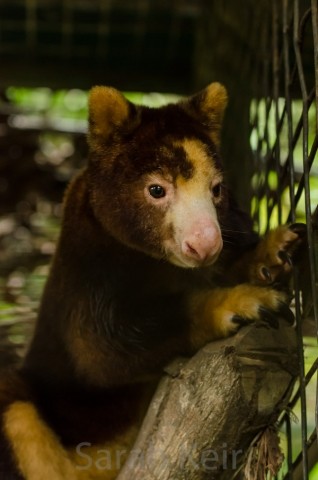 Tree kangaroo, Lae Botanical gardens